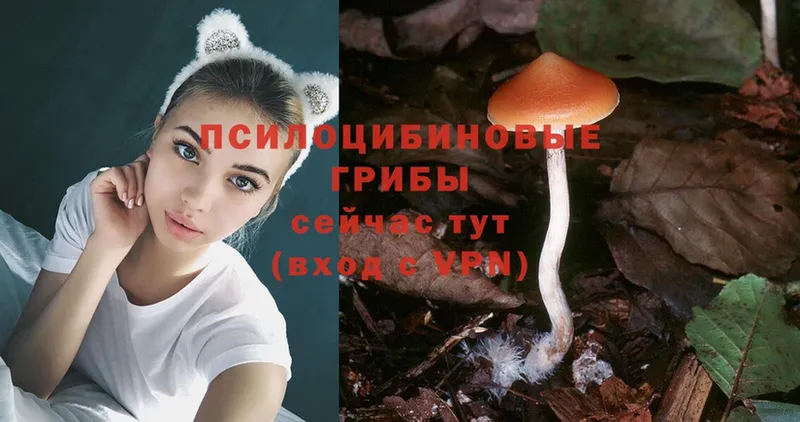 мега как войти  даркнет сайт  Болотное  Псилоцибиновые грибы MAGIC MUSHROOMS 